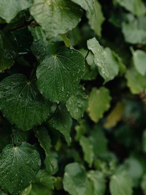 Native kawakawa