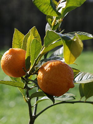 Young citrus fruits